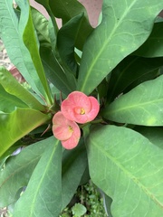 Euphorbia