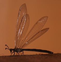 Myrmeleon obscurus