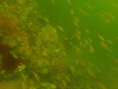 Pachymetopon blochii
