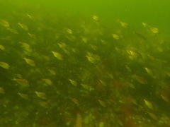 Pachymetopon blochii