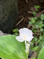 Begonia