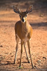 Steenbok photo 2