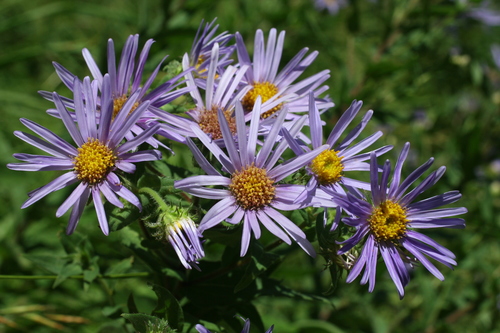 Siberian Aster