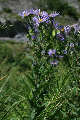 Siberian Aster