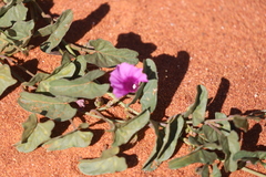 Ipomoea muelleri