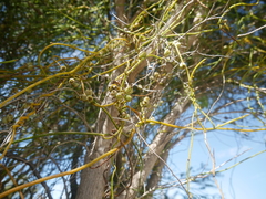 Cassytha peninsularis