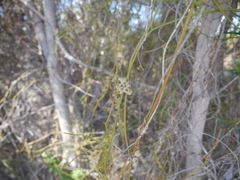 Cassytha peninsularis