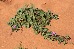 Ipomoea muelleri