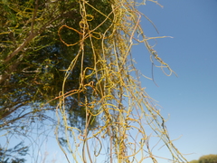 Cassytha peninsularis