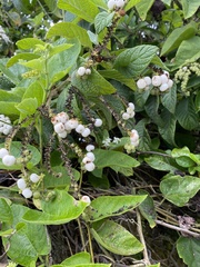 Tournefortia rufosericea