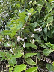 Tournefortia rufosericea