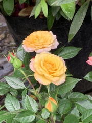 Rosa