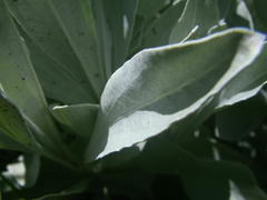 Helichrysum auriceps