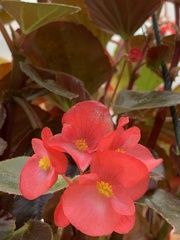 Begonia