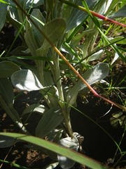 Helichrysum auriceps
