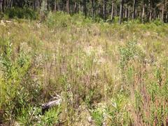 Erica glomiflora glomiflora