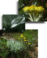 Helichrysum auriceps