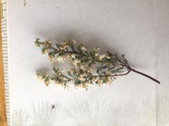 Erica glomiflora glomiflora