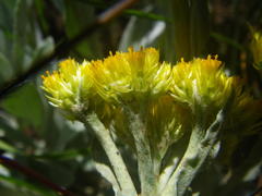 Helichrysum auriceps
