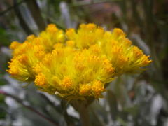 Helichrysum auriceps