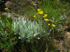 Helichrysum auriceps