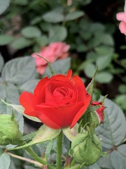 Rosa
