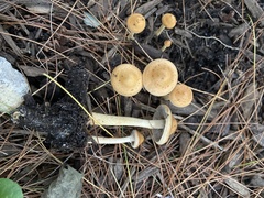 Hypholoma tuberosum