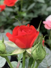 Rosa