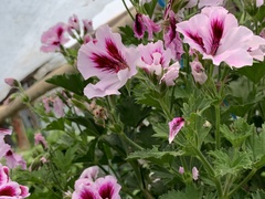 Pelargonium