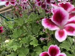 Pelargonium