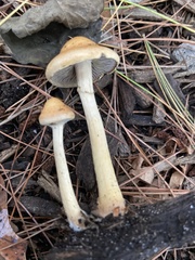 Hypholoma tuberosum