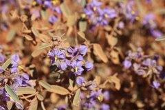 Seringia integrifolia