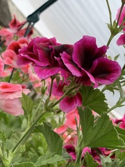Pelargonium