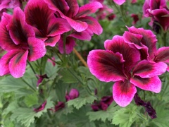 Pelargonium