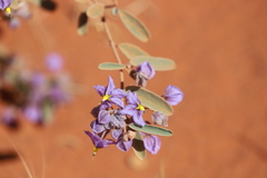Seringia integrifolia