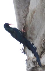 Phoeniculus purpureus angolensis