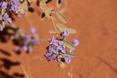 Seringia integrifolia