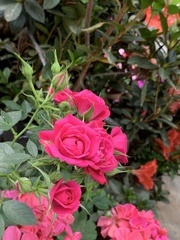Rosa