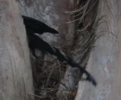 Phoeniculus purpureus angolensis