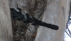 Phoeniculus purpureus angolensis