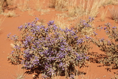 Seringia integrifolia