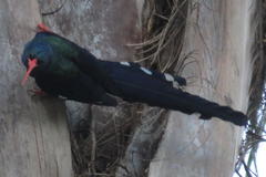 Phoeniculus purpureus angolensis