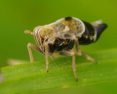 Laodelphax striatella