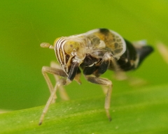 Laodelphax striatella