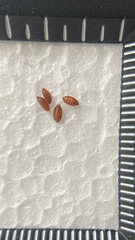 Apocephalus borealis