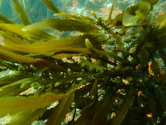 Anthophycus longifolius