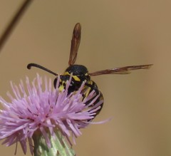 Eumenes coarctatus