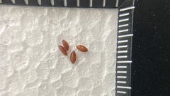 Apocephalus borealis