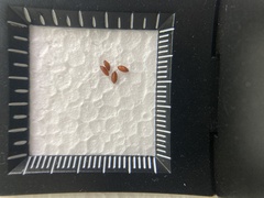 Apocephalus borealis