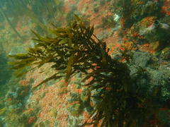 Anthophycus longifolius